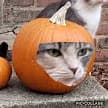 Pumpkin PumaCat Productions Logo